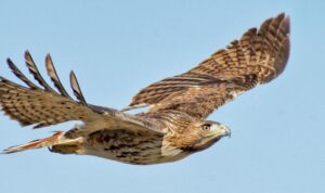 Red-tailed Hawk Overview, All About Birds, Cornell Lab of Ornithology Red-tailed Hawk Overview, All About Birds, Cornell Lab of Ornithology