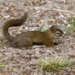 Free Images : nature, forest, animal, wildlife, mammal, eat, rodent ...