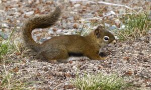 Free Images : nature, forest, animal, wildlife, mammal, eat, rodent ...